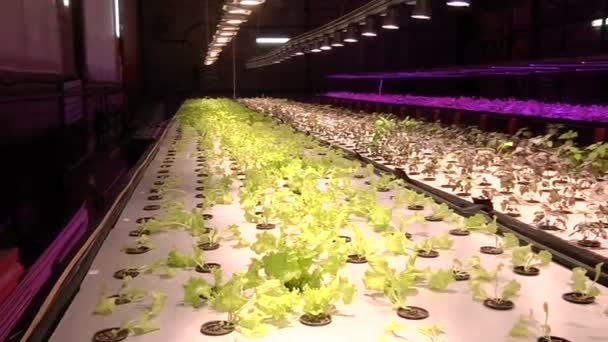 Growing plants by aquaponics under special lamps — Stock Video