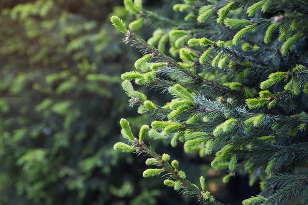 Bright Green Spiny Branches Spruce Close — Stock Photo, Image