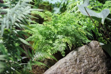 Bahçede yeşil fern çalılıkları