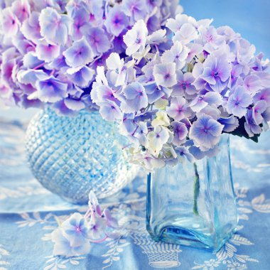 Güzel mavi ortanca çiçekleri yakın plan. 