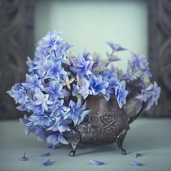 Belles Fleurs Bleu Hortensia Close — Photo