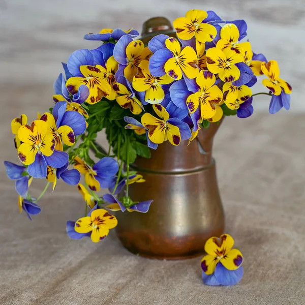 Foto Eines Schönen Stiefmütterchen Blumen Nahaufnahme Schöne Und Zarte Blumen — Stockfoto