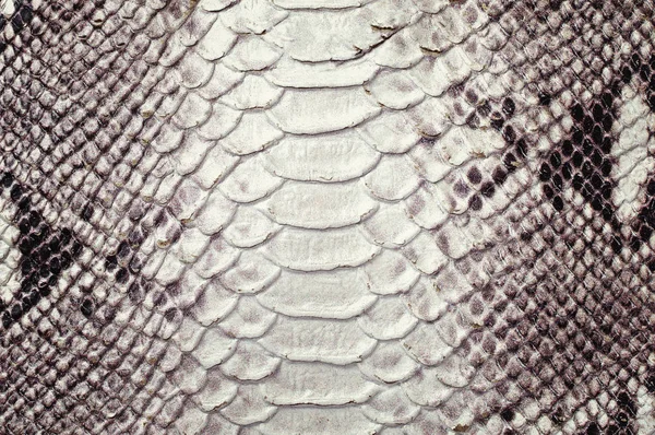 Python skin texture closeup.Leather texture as background.
