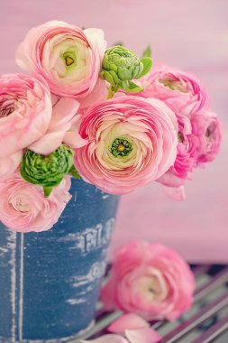 Vazoda pembe Ranunculus çiçekleri olan çiçek kompozisyonu. Güzel bir buket bahar çiçeği..