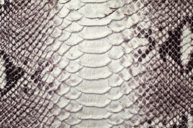 Python cilt dokusu çekim. Arka plan olarak deri dokusu.