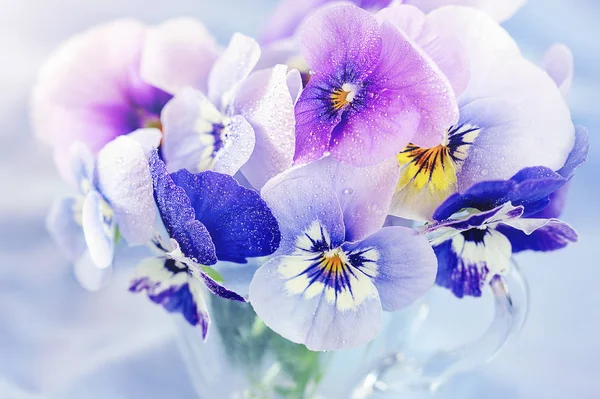 Foto Hermoso Primer Plano Las Flores Fondo Azul Flores Hermosas — Foto de Stock