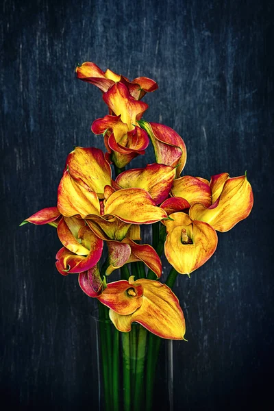 Ein Schöner Strauß Orangefarbener Callas Blumen Auf Dunklem Hintergrund — Stockfoto