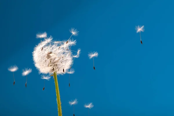 Paardenbloem Een Blauwe Achtergrond — Stockfoto