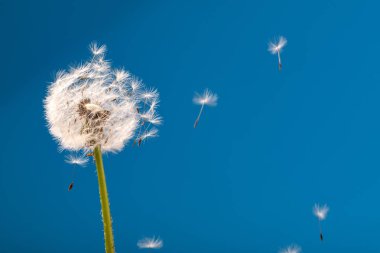 Mavi arka planda karahindiba