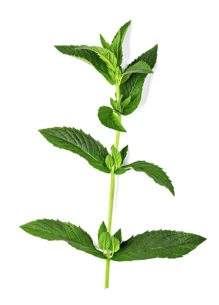 Fresh mint — Stock Photo, Image