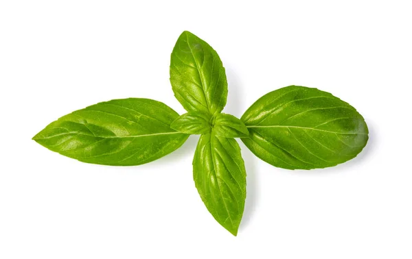 Fresh green basil leaves — Stock Photo, Image