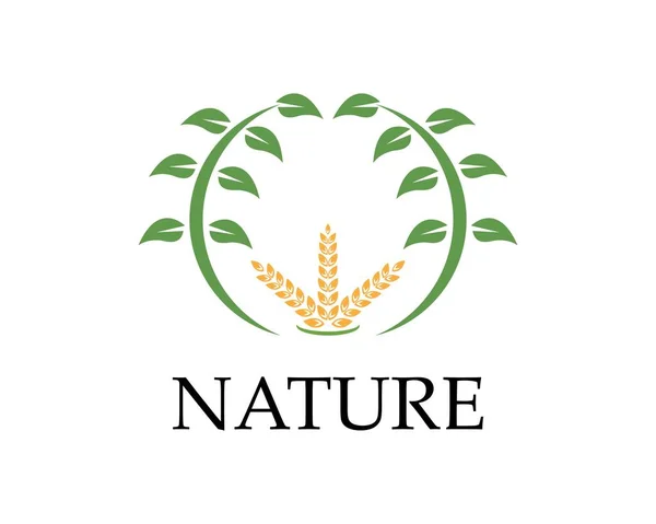 Buğday Pirinç Doğası Logo Tasarımı Vektör Çizimi — Stok Vektör