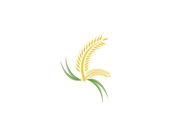 Blé Riz Agriculture Logo Vecteur Modèle — Image vectorielle