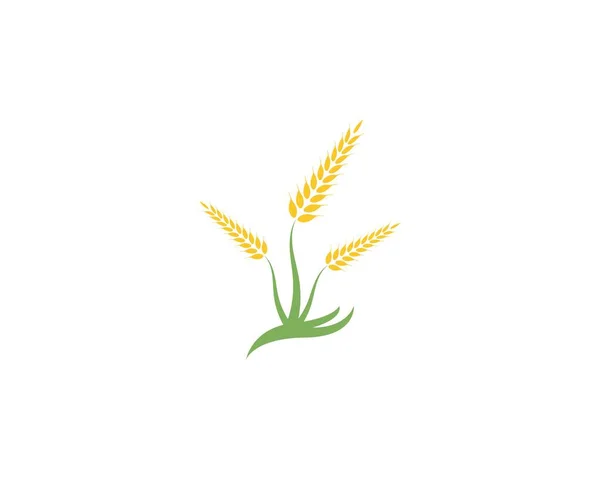 Tarwe Rijst Landbouw Logo Vector Template — Stockvector
