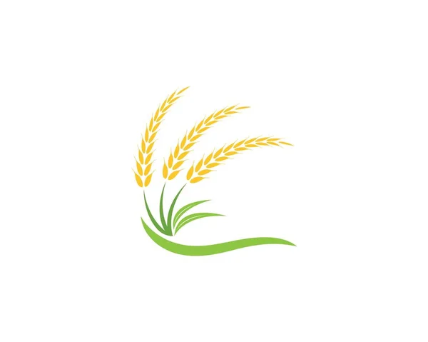 Weizenreis Landwirtschaft Logo Vektor Vorlage — Stockvektor