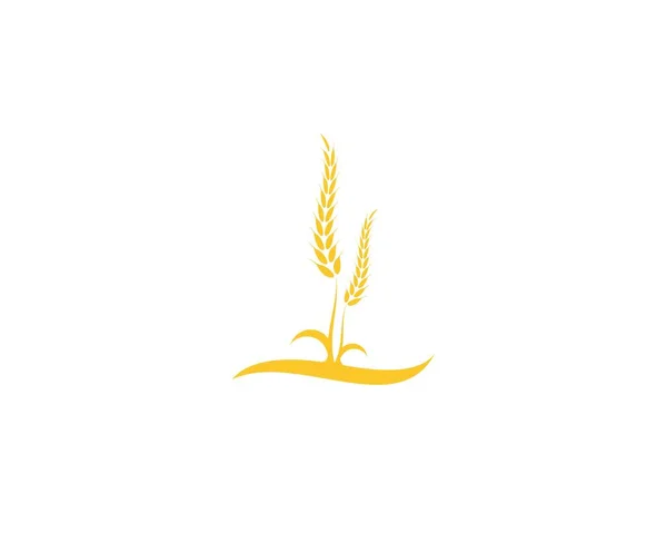 Blé Riz Agriculture Logo Vecteur Modèle — Image vectorielle