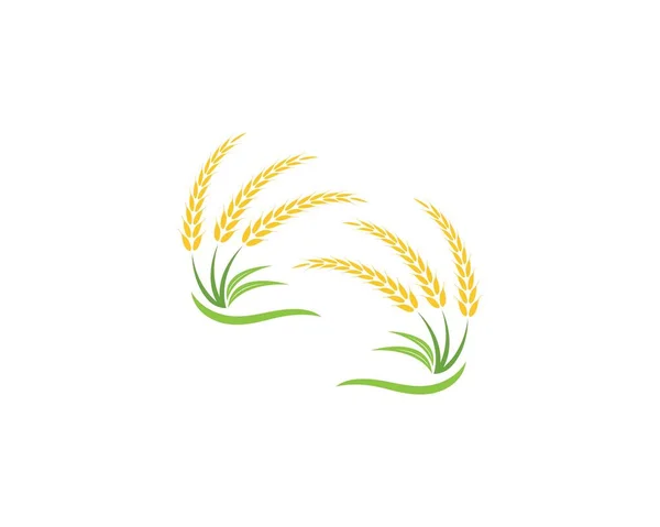 Trigo Arroz Agricultura Logotipo Vector Plantilla — Archivo Imágenes Vectoriales