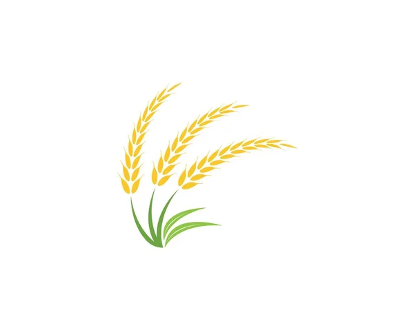 Weizenreis Landwirtschaft Logo Vektor Vorlage — Stockvektor