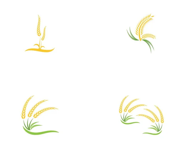 Trigo Arroz Icono Logotipo Vector Plantilla — Vector de stock