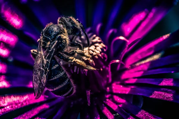 Вид Збоку Одну Бджолу Фіолетовий Цвіт Макро — стокове фото