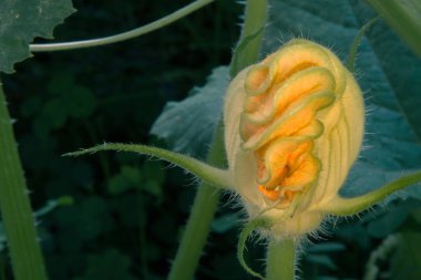 Sarı kapalı kabak çiçeği yeşil bir bahçe içinde önden görünümü.