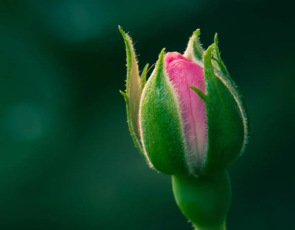Vue Rapprochée Bourgeon Fleur Rose Avec Fond Vert Flou — Photo