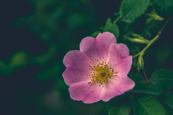 Close View Pink Flower Green Leafs Garden — Stock Photo, Image