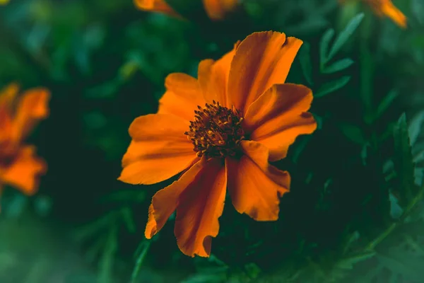 Close View Orange Flower Green Leafs Garden — Stock Photo, Image