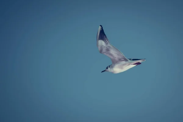 Bir Seaqull Uçar Bluie Gökyüzü Arka Plan — Stok fotoğraf