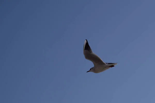 Seaqull 皮剥ぎの刑 Bluie 上空の背景 — ストック写真