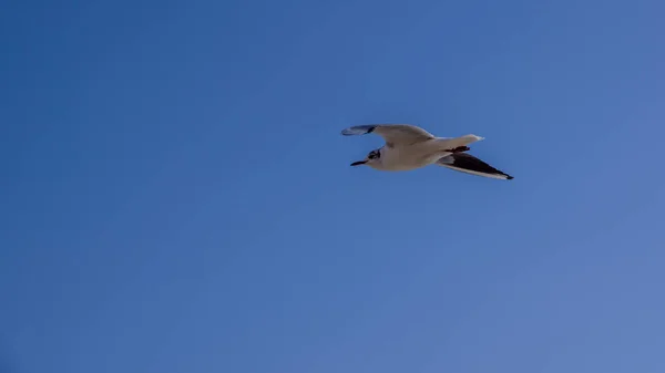 Bir Seaqull Uçar Bluie Gökyüzü Arka Plan — Stok fotoğraf