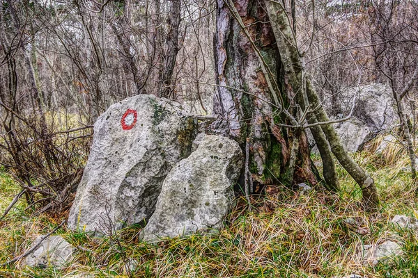 Bir Kırmızı Beyaz Dağcılık Dairesel Işaretlemek Ormandaki Taş — Stok fotoğraf