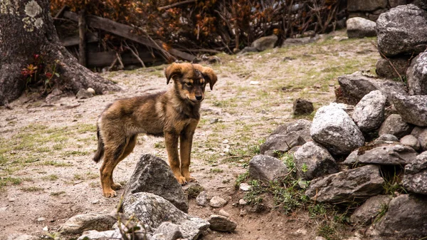 Lindo Perro Pequeño Marrón Con Aspecto Triste Montañas Nepal — Foto de Stock