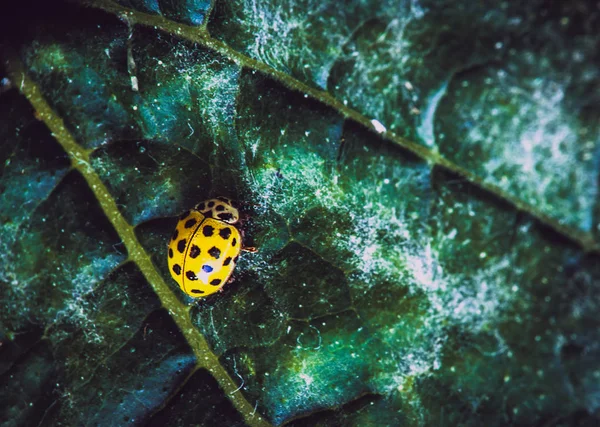 Primo Piano Coccinella Gialla Foglia Vecchia Verde Scuro Macro — Foto Stock