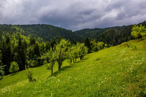 Liggande Grön Äng Med Några Gröna Träd Och Skog Bakgrunden — Stockfoto