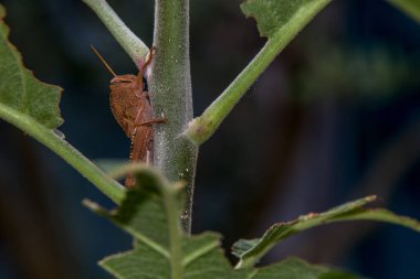 Turuncu çekirge küçük elma ağacı üzerinde asılı yan görünüm kapatın. Makro.