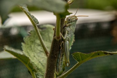 Gri çekirge küçük elma ağacı üzerinde asılı yan görünüm kapatın. Makro.