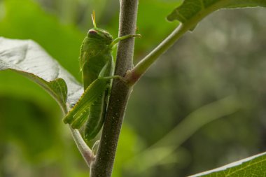 Yeşil çekirge küçük elma ağacı üzerinde asılı yan görünüm kapatın. Makro.