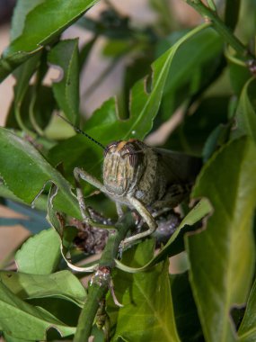 Ön sarı çekirge kafa ve açık vücut parçası görünümünü kapatın. Bir fotoğraf için poz. Makro.