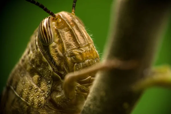 Close Front View Orange Grasshopper Head Hanging Small Apple Tree — Stock Photo, Image