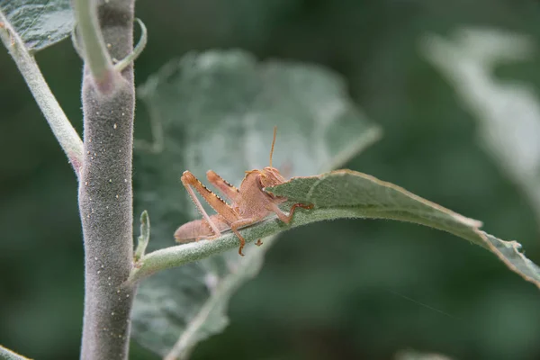 Zamknąć Widok Boczny Pomarańczowy Grasshopper Stojący Liściach Małe Jabłoni Makro — Zdjęcie stockowe