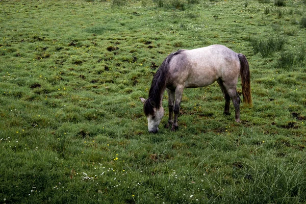 一匹白马在绿色草地上放牧的侧面视图 春天在爱尔兰 — 图库照片