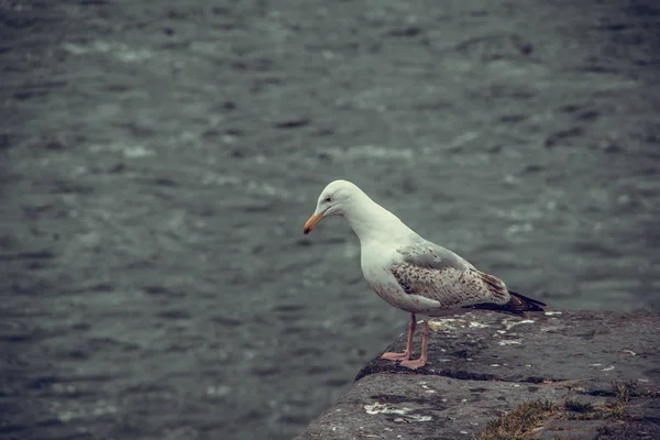 海に海岸の端に立っている白鴎 つのビューを閉じる 悲しみと心配のコンセプトです アイルランド — ストック写真