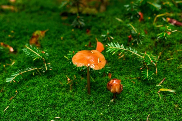 Pohled Shora Velké Oranžové Houby Stojící Nad Zelenou Trávu Pěkný — Stock fotografie