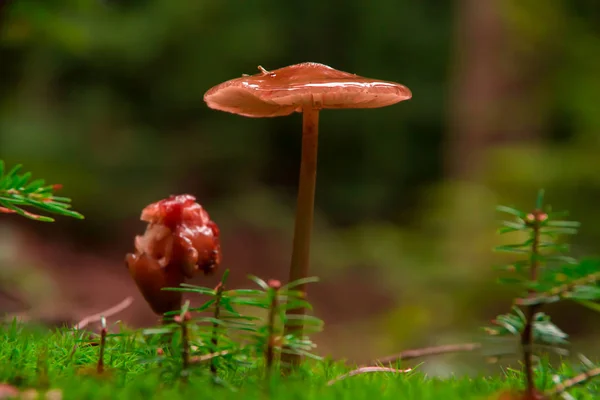 Vue Rapprochée Champignon Orange Debout Dessus Herbe Verte Floue — Photo