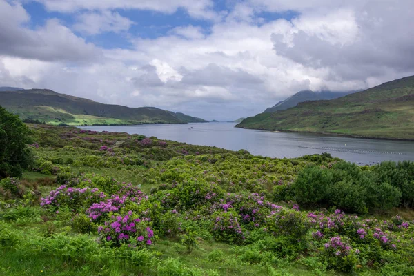 Killary fiyort manzaralı. Yeşil çim ve mavi bulutlu gökyüzü. Connemara Milli Park, Galway, İrlanda