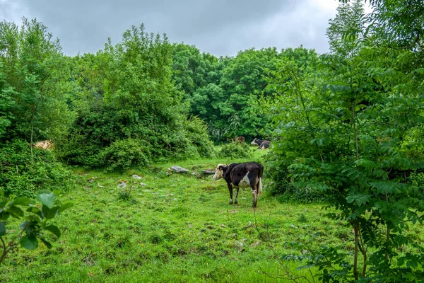 Landscape view of one cow on a green meadow surrounded with green forest.Ireland.