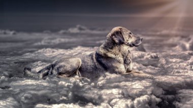 Bir köpek Gökte bulutlar üzerinde bırakmasını fantezi sahne. Sıcak ışık sağ köşesindeki fotoğraf kompozisyon köpekten, parlayan.
