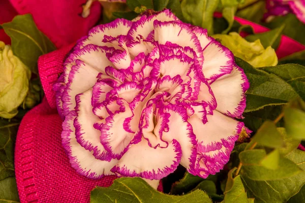 Pembe ve beyaz karanfil çiçeği kapatın. Pembe yumuşak ve güzellik çiçek. Arka plan için kullanın.