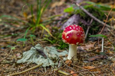 Makro görünümü bir kırmızı mantar dan büyüyen ormanda yer. Sinek mantarı, sinek agaric. Hırvatistan'daki orman.
